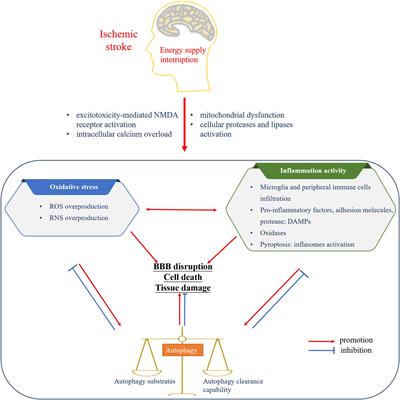 Oxidative Stress, Inflammation, and Autophagy: Potential Targets of Mesenchymal Stem Cells-Based Therapies in Ischemic Stroke